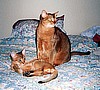 Cathie & Donny's Jesse & Neko